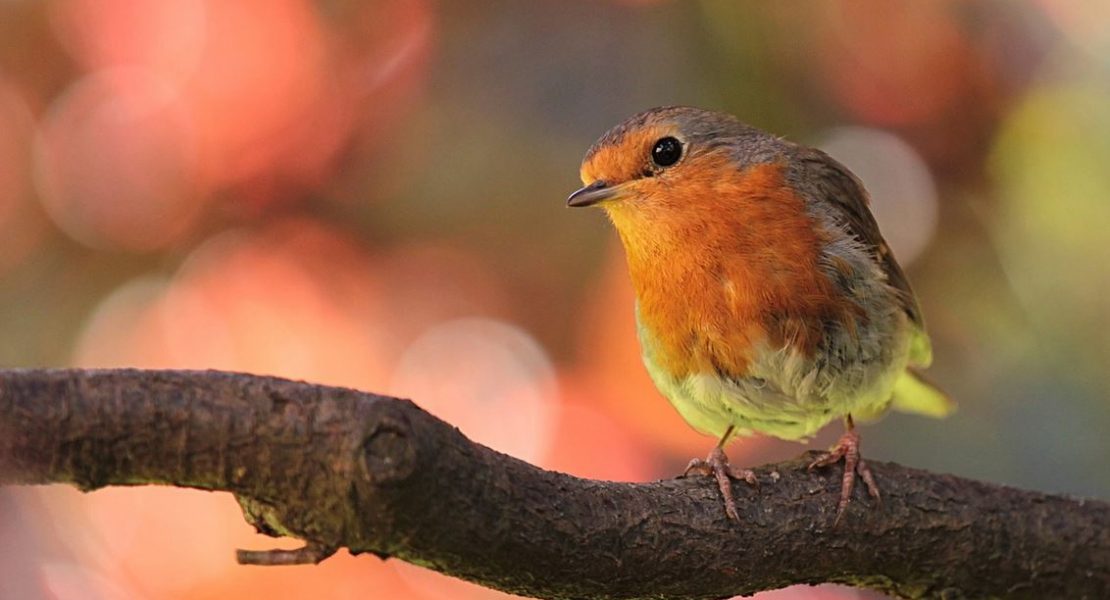 Die fünf schönsten Vogellehrpfade in und um München