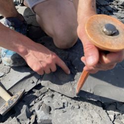 Fossilien sammeln auf der Schwäbischen Alb